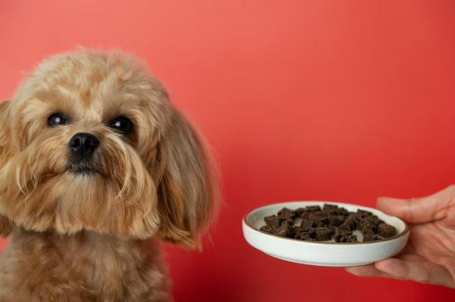 Essential Insights into Dog Vitamin Supplements for Optimal Health